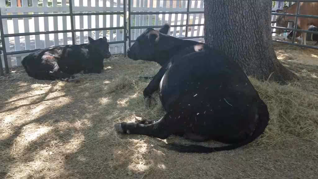 cows