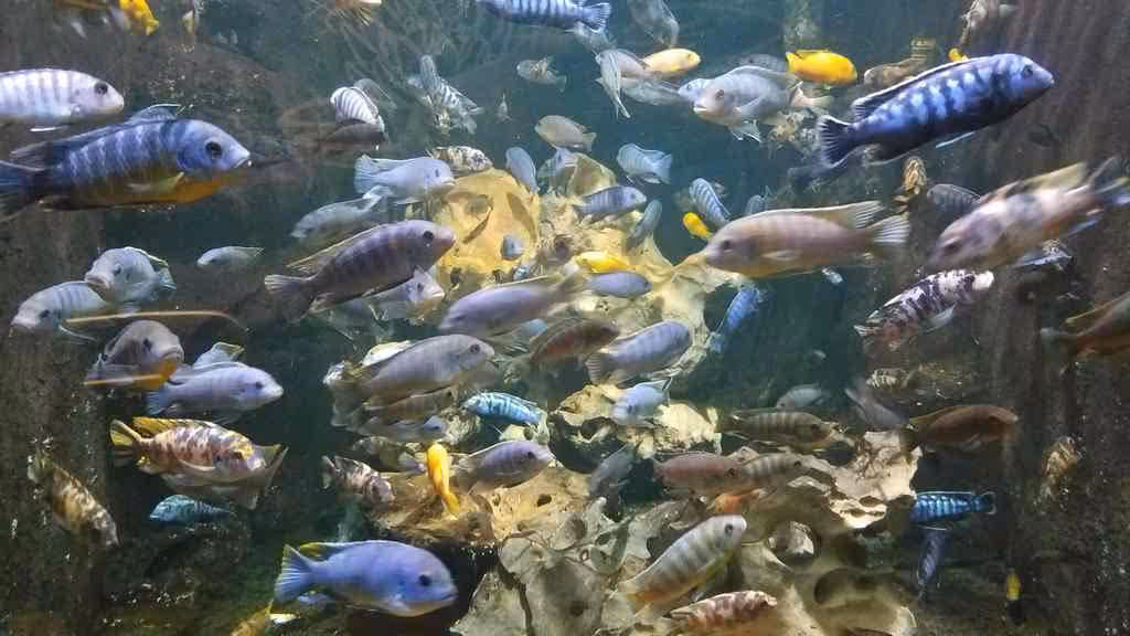 fish