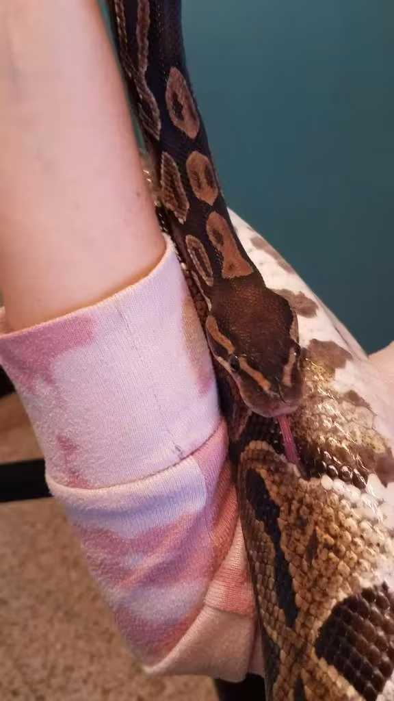 snake