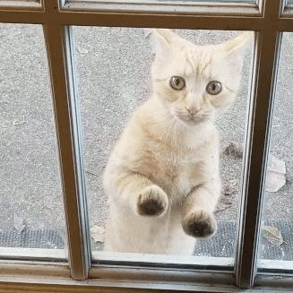 meowmus the cat