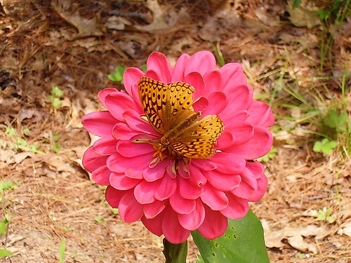 butterfly-on-flower